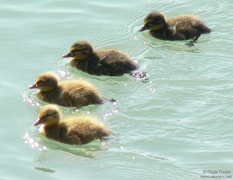 Mallard