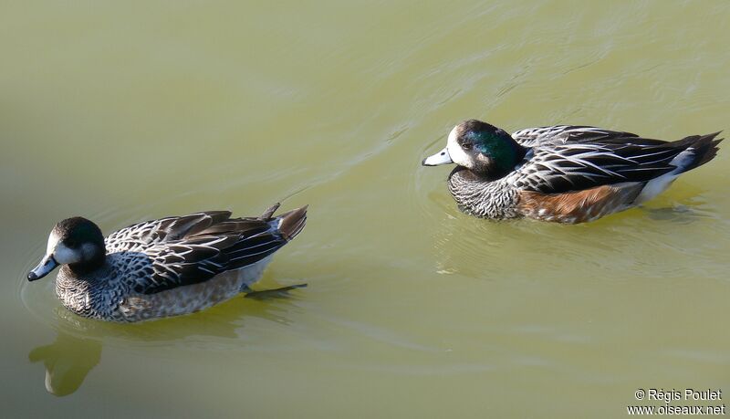 Canard de Chiloéadulte