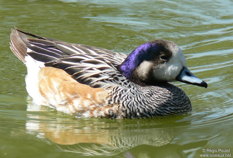 Chiloe Wigeon male adult