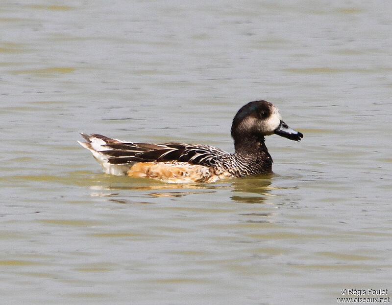 Chiloe Wigeon male adult, identification