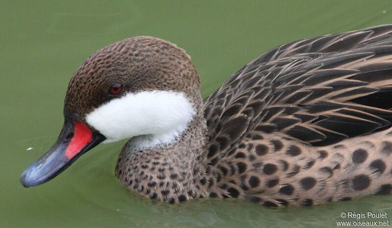 Canard des Bahamas, identification