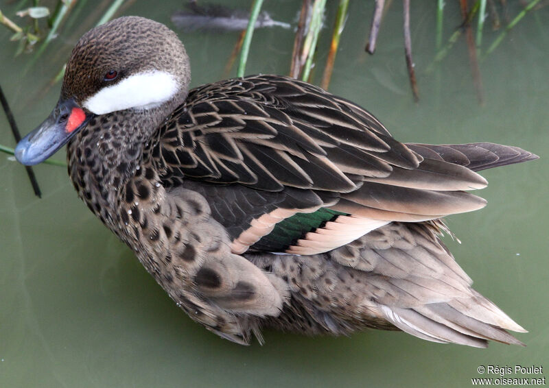 White-cheeked Pintail, identification