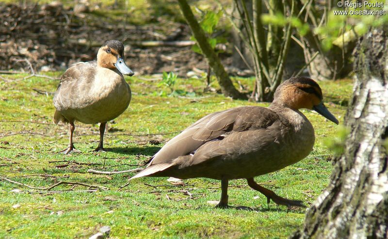 Philippine Duck