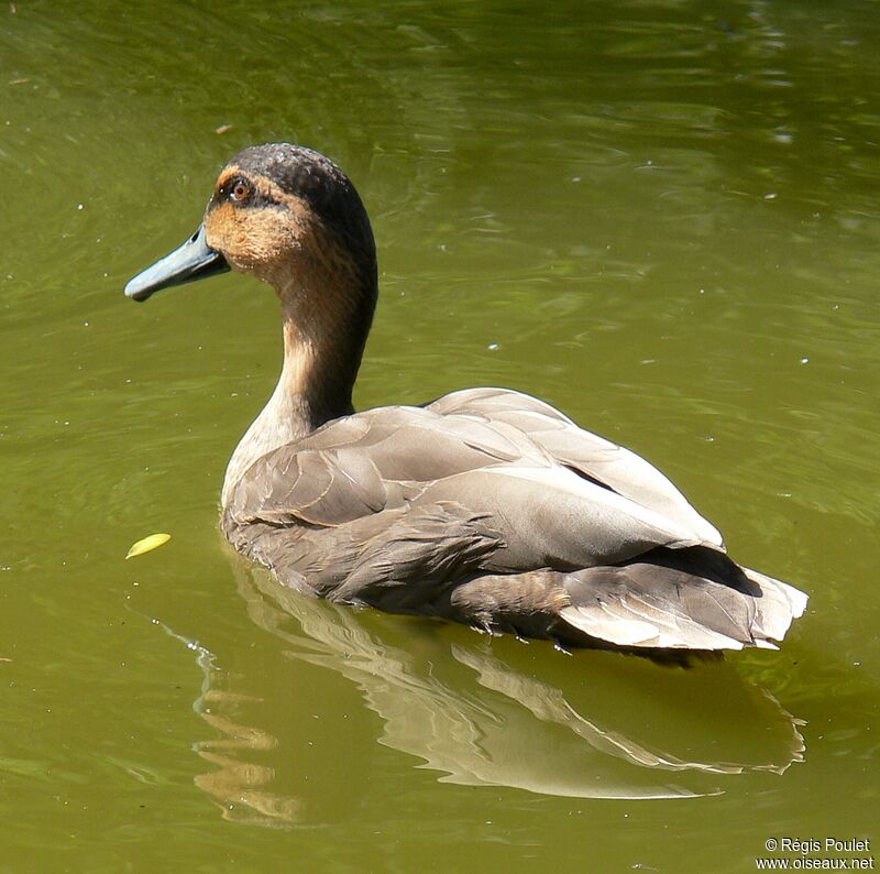 Canard des Philippines