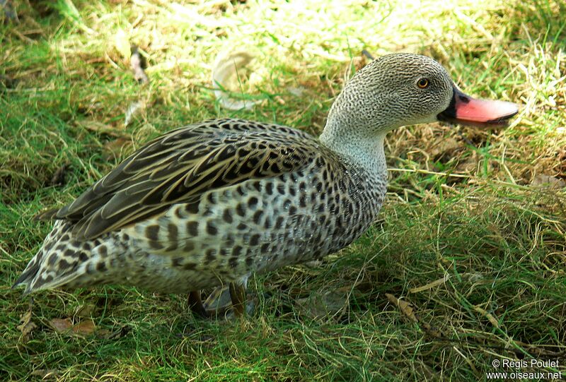 Canard du Cap mâle adulte