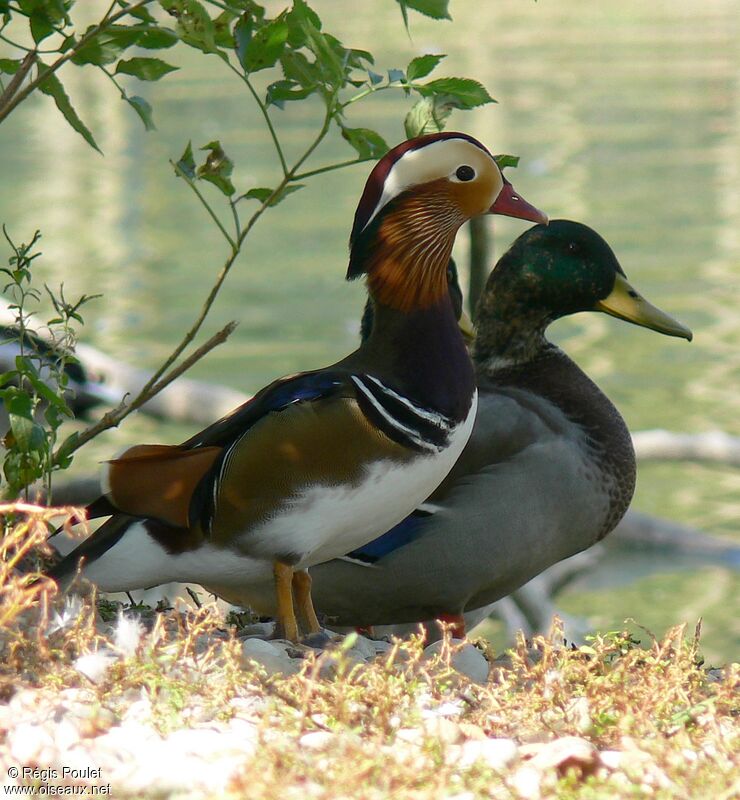 Mandarin Duck male adult