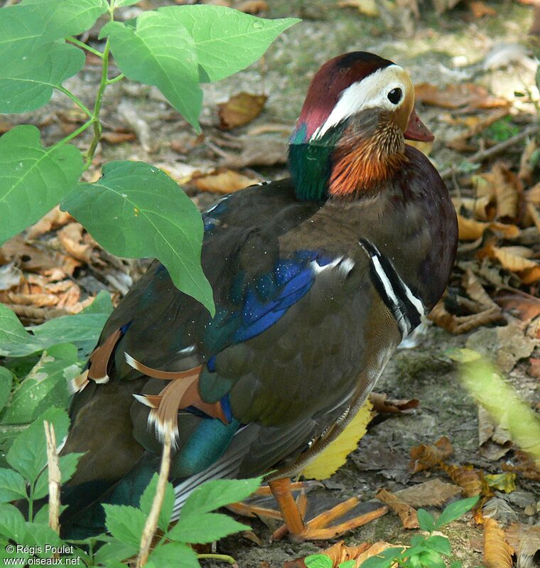 Canard mandarin mâle adulte