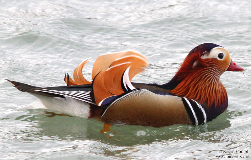 Mandarin Duckadult