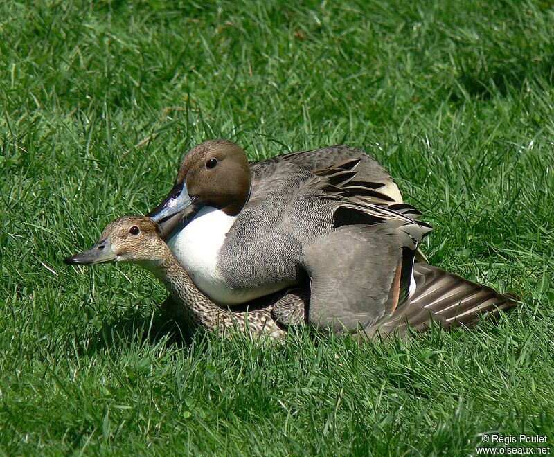 Canard pilet adulte nuptial