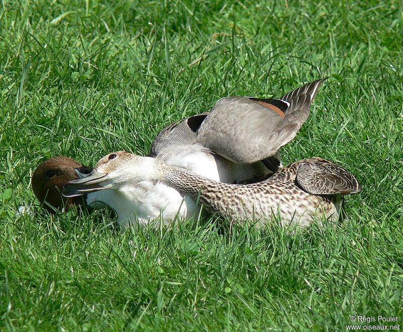 Canard pilet adulte nuptial