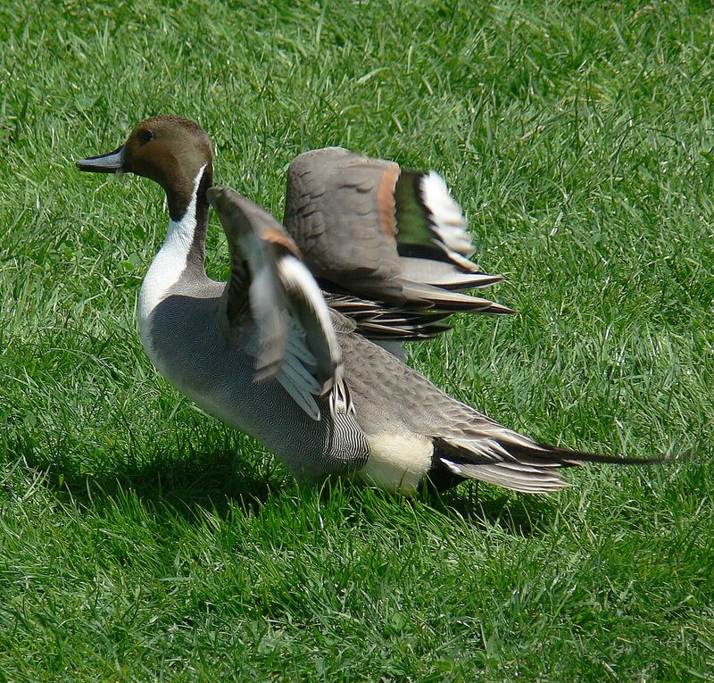 Canard pilet mâle adulte nuptial