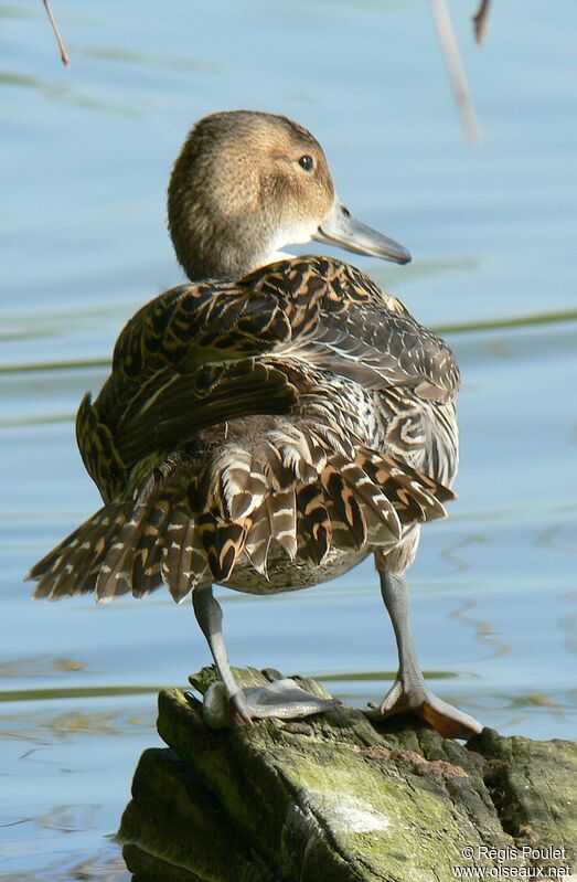 Northern Pintail female adult