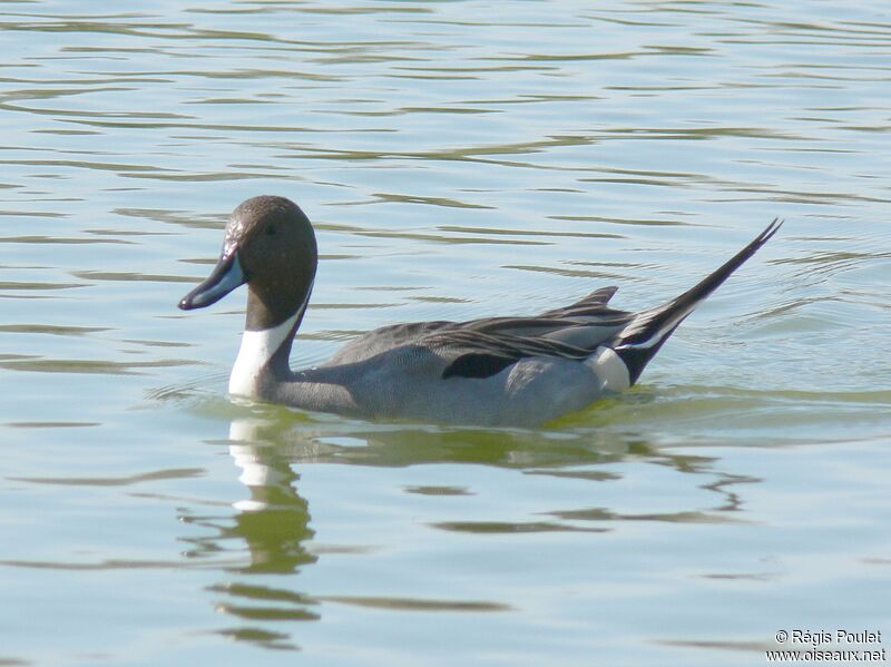 Canard pilet mâle adulte nuptial