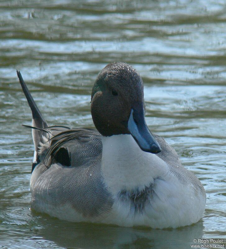 Canard pilet mâle adulte nuptial