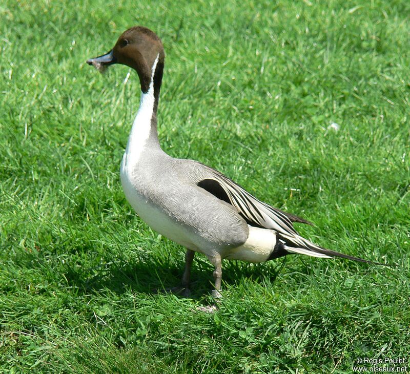 Canard pilet mâle adulte nuptial