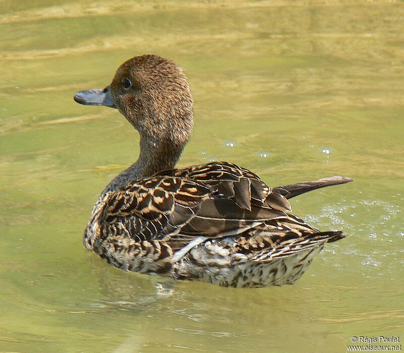 Canard pilet femelle adulte nuptial