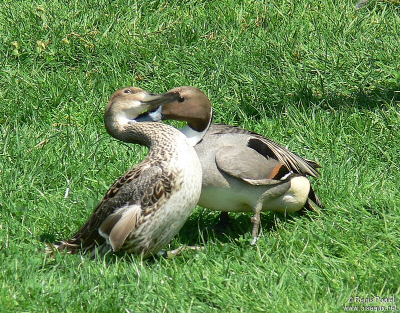 Canard pilet adulte nuptial