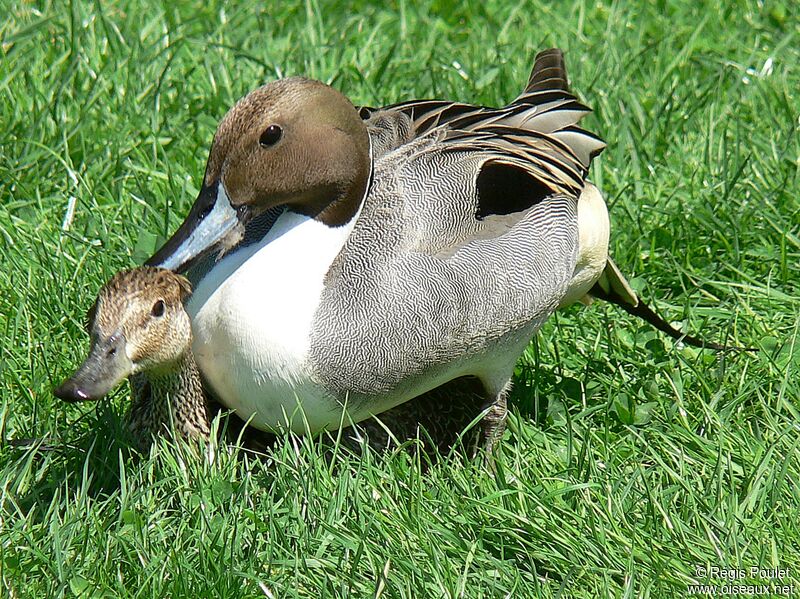 Northern Pintail adult breeding