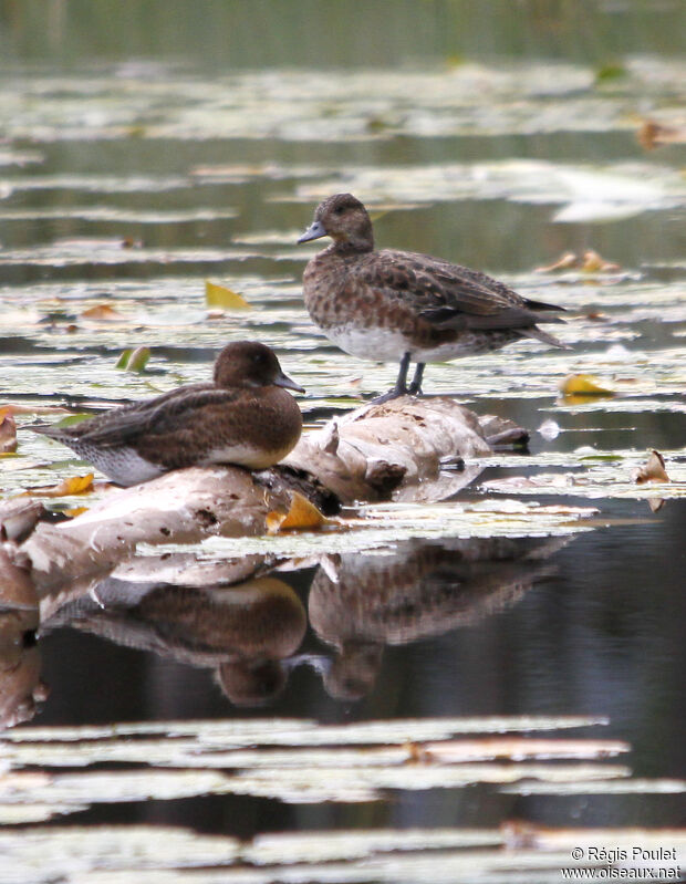 Canard siffleur