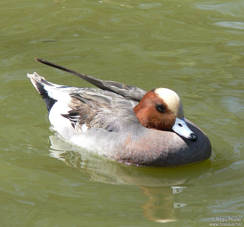 Canard siffleur mâle adulte, identification