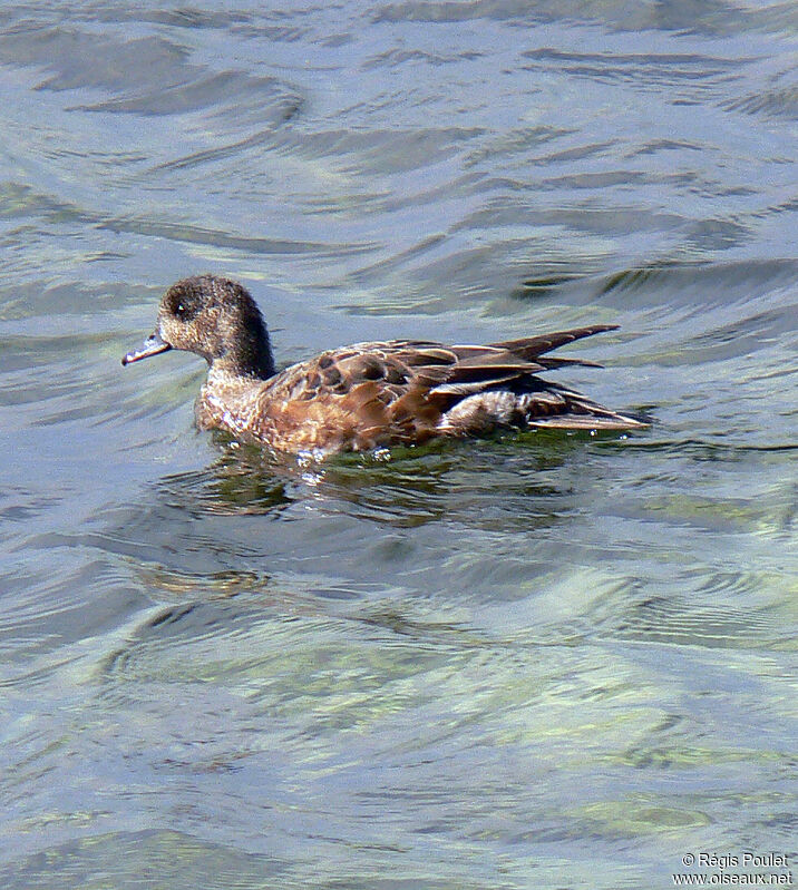 Canard siffleur femelle immature