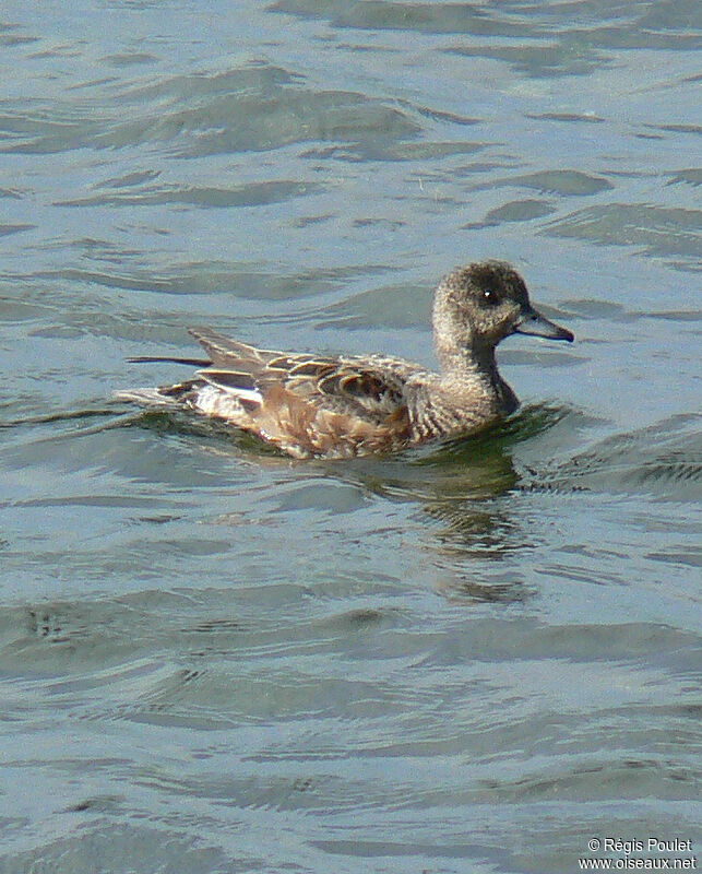 Canard siffleur femelle immature