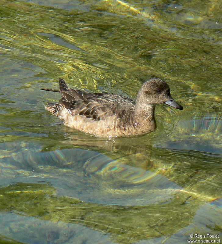 Eurasian Wigeon female immature