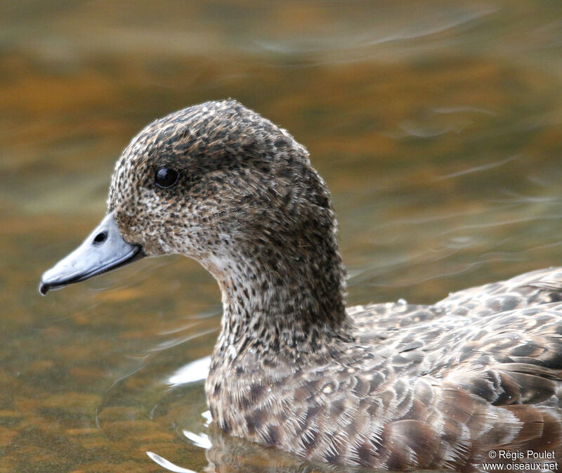 Canard siffleurjuvénile, identification