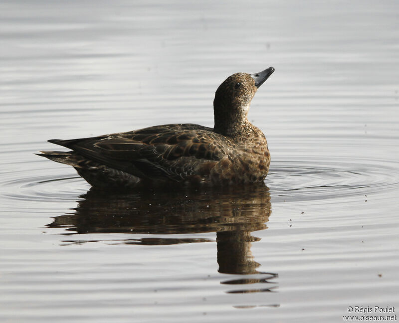 Eurasian Wigeon female adult, Behaviour