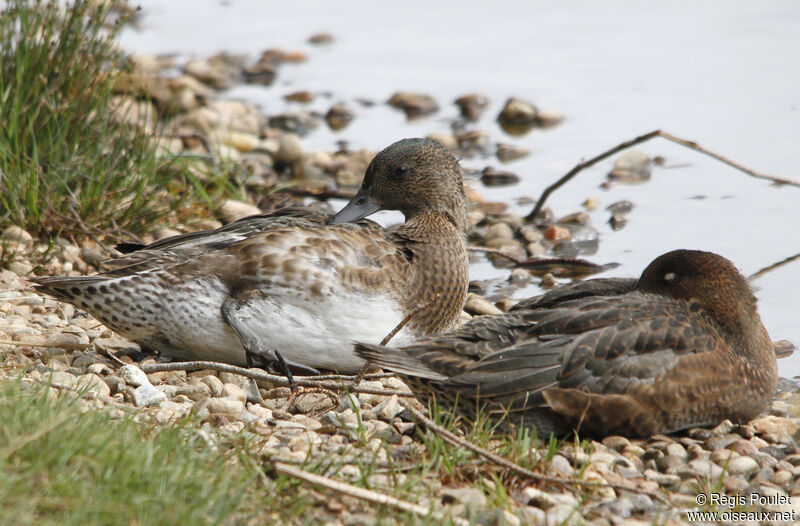 Canard siffleur, Comportement