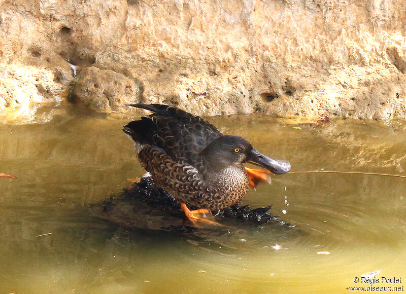 Northern Shoveler male adult post breeding, identification