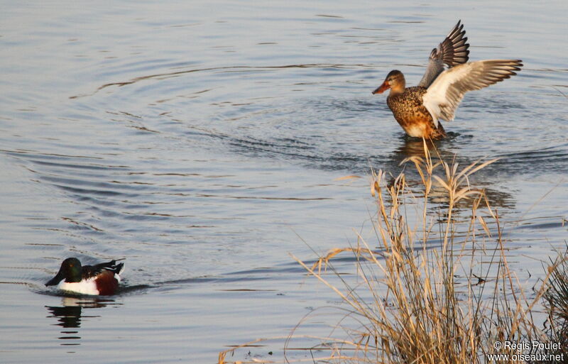 Canard souchet 