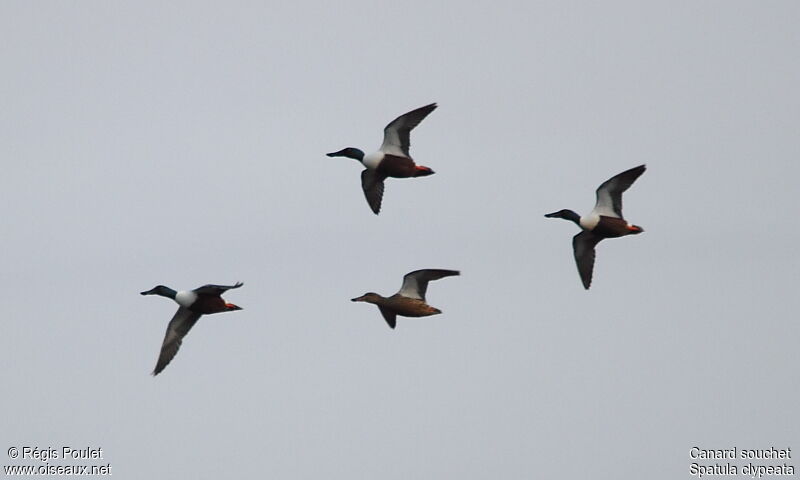 Northern Shoveler, Flight