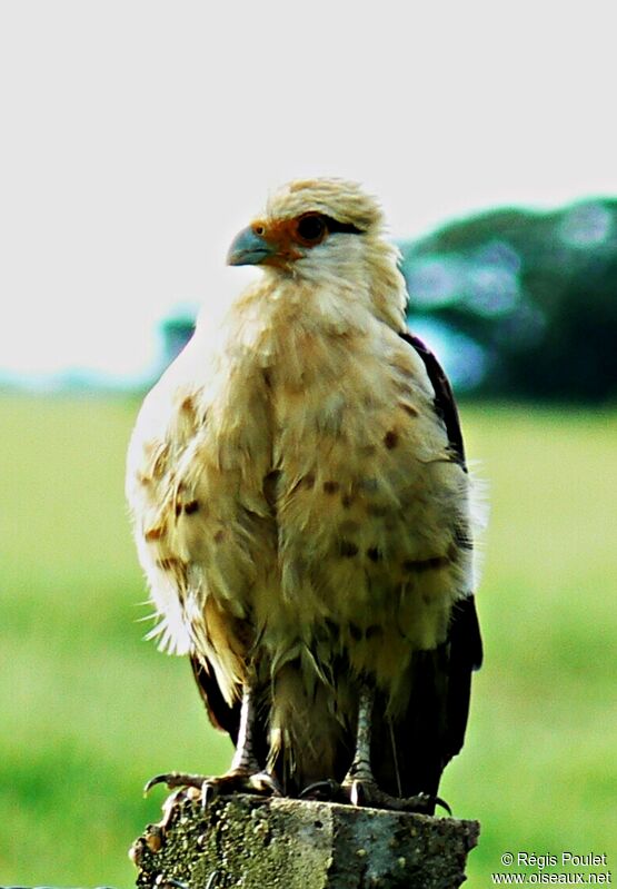 Caracara à tête jaune