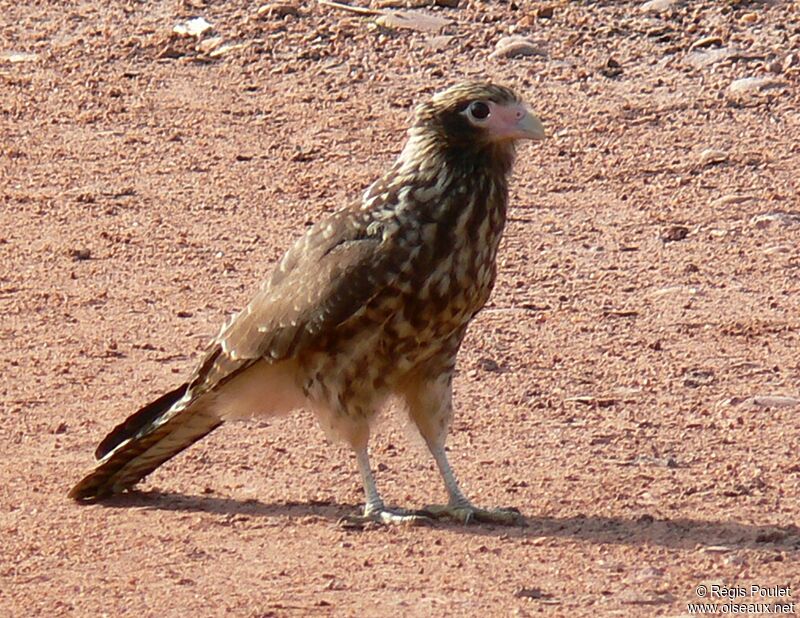 Yellow-headed Caracaraimmature, identification