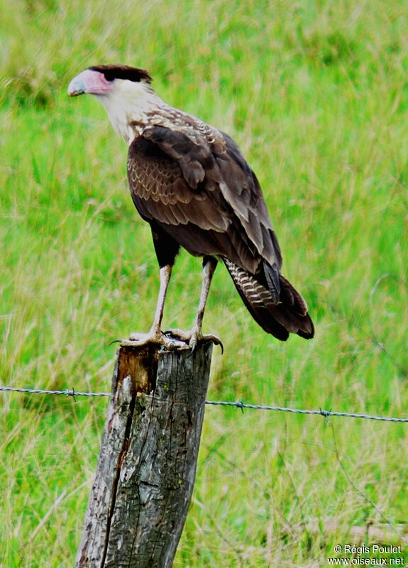 Crested Caracara (cheriway)adult, identification