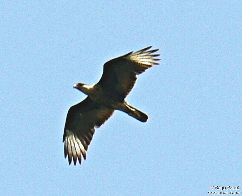 Crested Caracara (cheriway), Flight