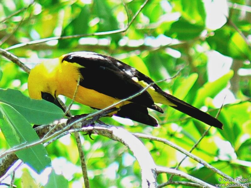 Oriole Blackbirdadult, identification