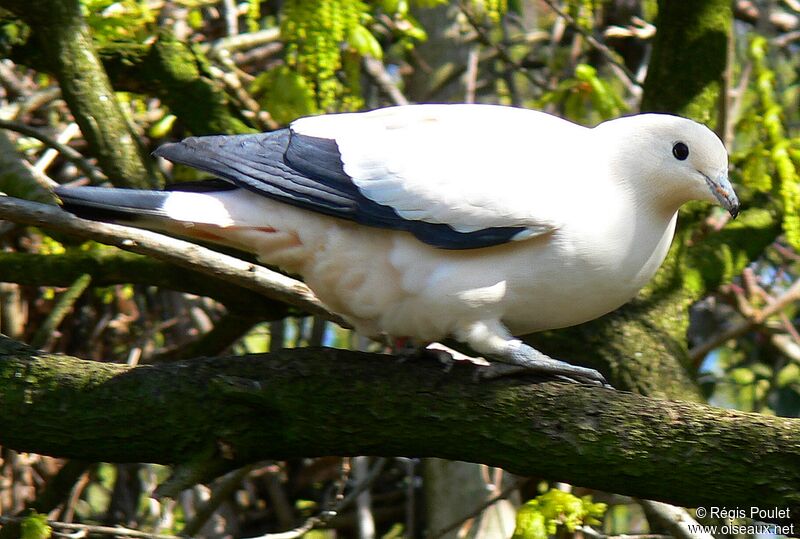 Pied Imperial Pigeon