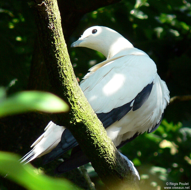 Pied Imperial Pigeonadult, identification