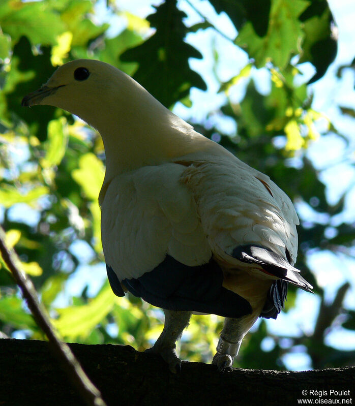 Pied Imperial Pigeonadult, identification