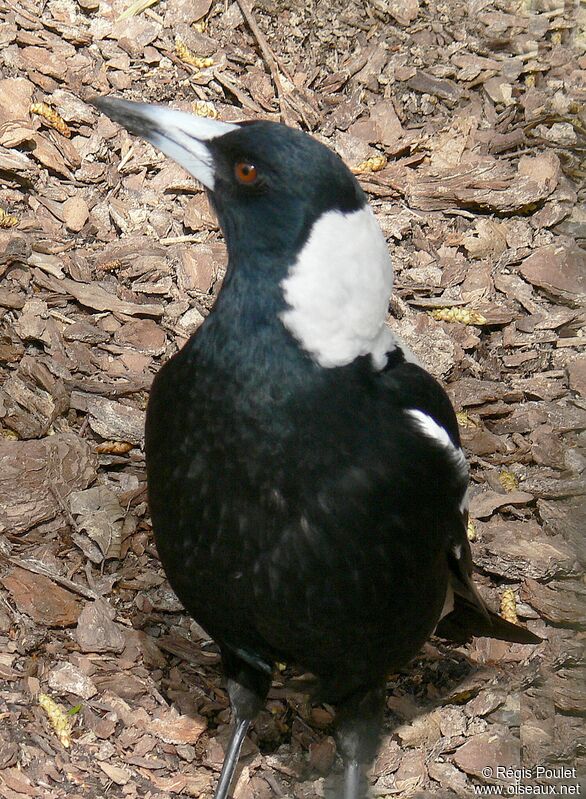 Australian Magpieadult