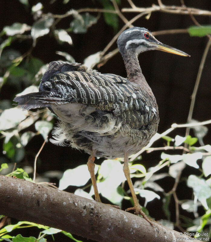 Sunbittern