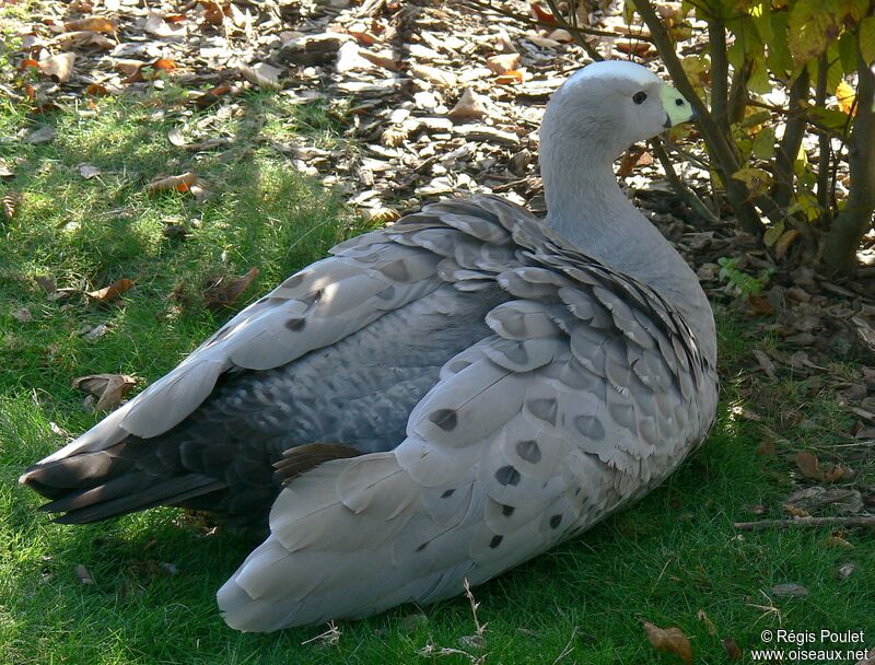 Céréopse cendré, identification