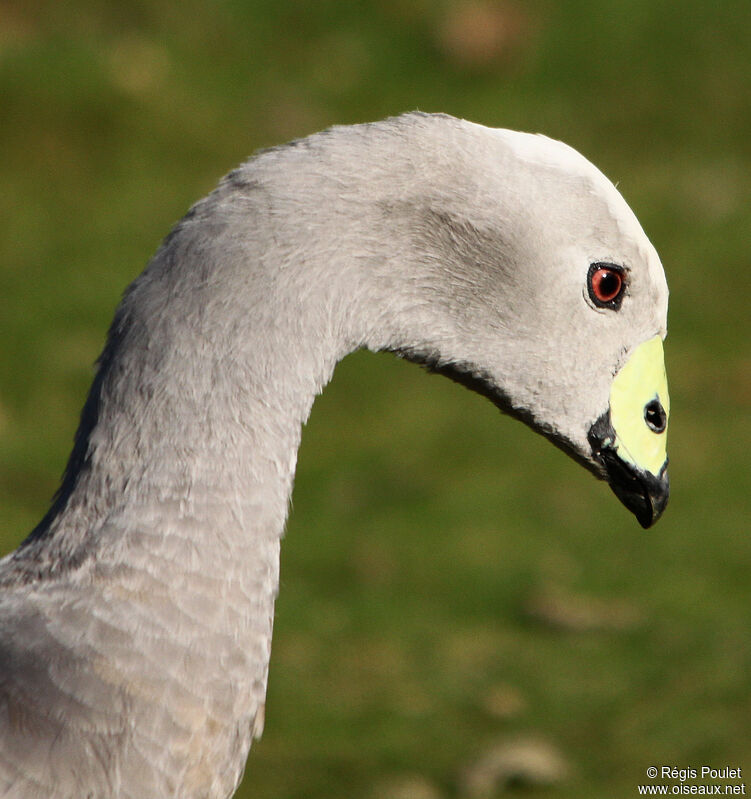 Cape Barren Goose