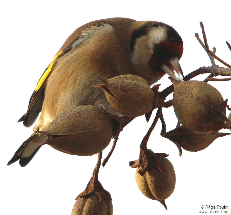 European Goldfinchadult, feeding habits