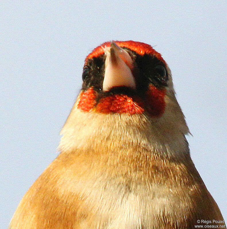 European Goldfinch