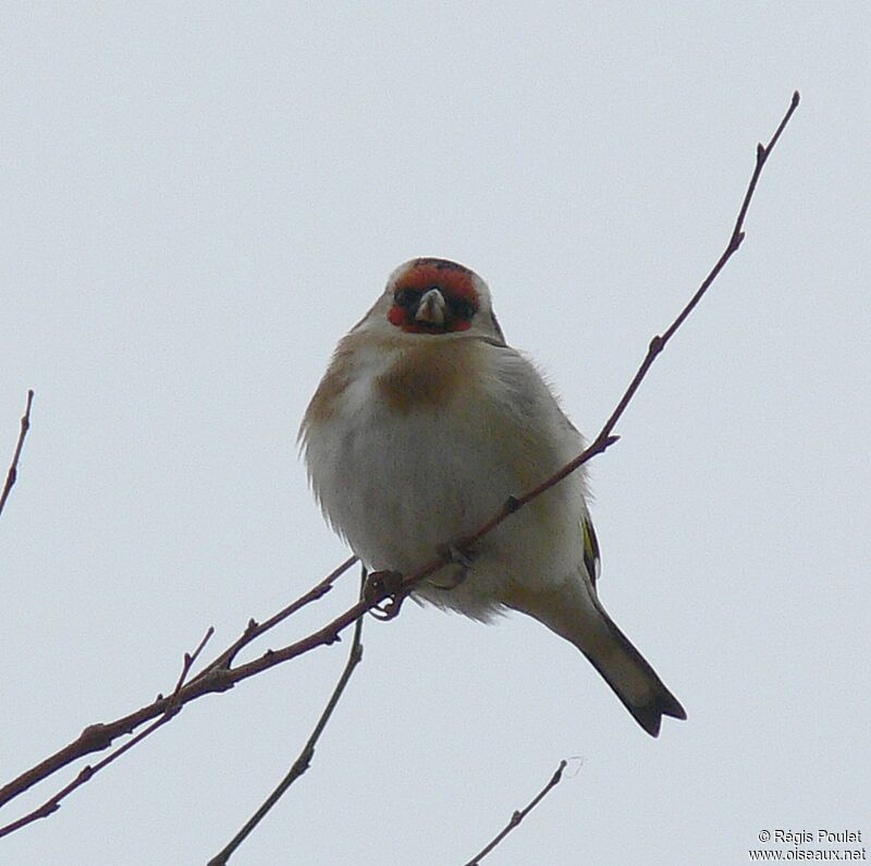 European Goldfinchadult