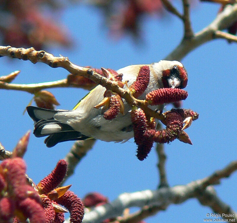 European Goldfinchadult, feeding habits