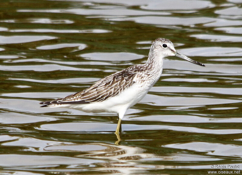 Chevalier aboyeuradulte, identification